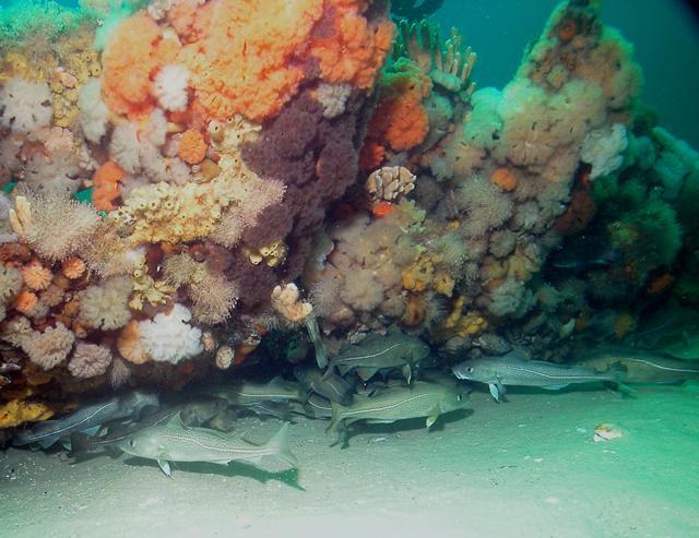 過度捕撈大西洋鱈魚可能不會引起遺傳變化