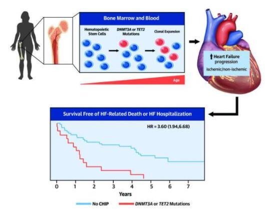 血細(xì)胞突變會加速心力衰竭的進(jìn)展
