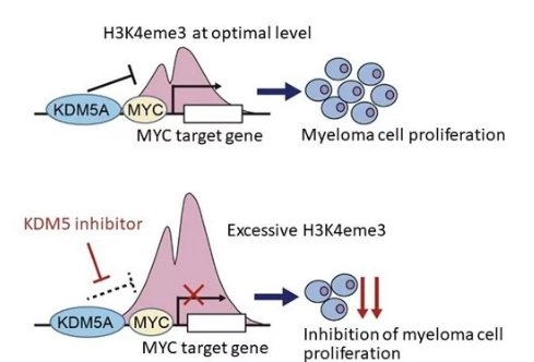 參與多發(fā)性骨髓瘤生長(zhǎng)的新表觀(guān)遺傳機(jī)制