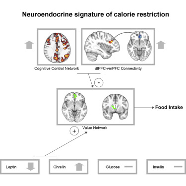 人類自主減肥的神經(jīng)認(rèn)知和激素相關(guān)