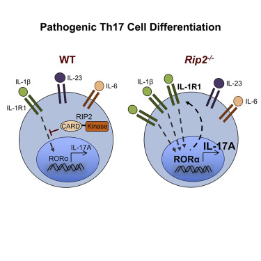 T細(xì)胞內(nèi)在受體相互作用蛋白2調(diào)控病原性T輔助17細(xì)胞分化