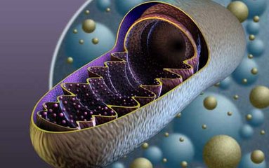 NAD+是線粒體能量產(chǎn)生過(guò)程中的一個(gè)關(guān)鍵分子