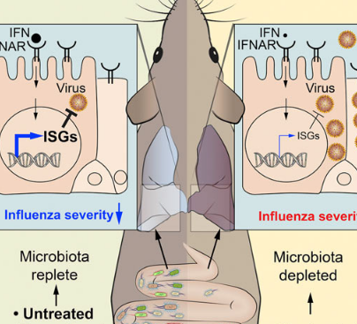 腸道細(xì)菌可刺激肺細(xì)胞中的抗病毒信號(hào) 以抵抗流感病毒