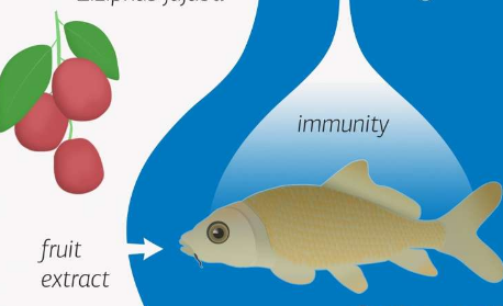 紅棗提取物改善魚的免疫系統(tǒng)