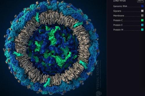 研究人員發(fā)現(xiàn)長(zhǎng)期檢測(cè)到陰道分泌物和全血中的寨卡病毒