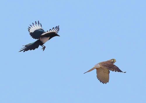 鳥的語(yǔ)音盒的最佳位置是氣道低