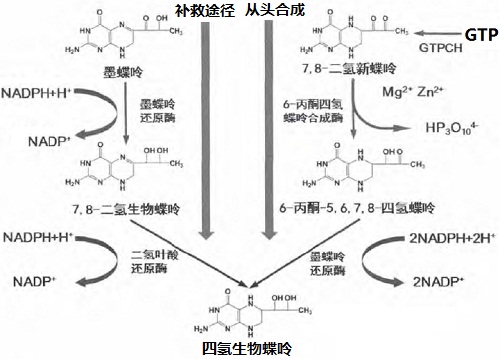 針灸影響大鼠中止痛藥靶向的相同生物途徑