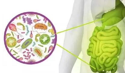 發(fā)現(xiàn)常見的食品添加劑會影響腸道微生物群