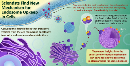 解釋和維持進入細胞的物質(zhì)進行分類和分配的細胞器的新機制