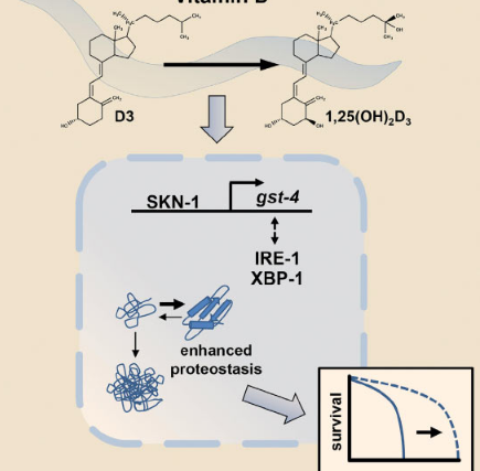 最新研究表明 維生素D可延長壽命和蛋白質(zhì)穩(wěn)態(tài)