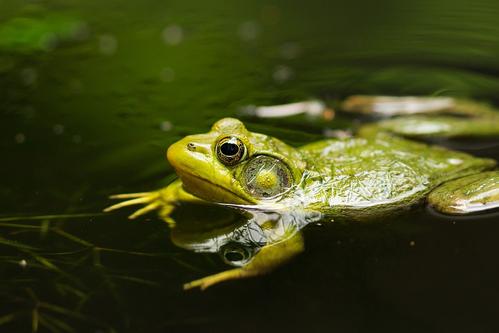 對(duì)感染魚(yú)類(lèi)和兩棲動(dòng)物的常見(jiàn)疾病進(jìn)行環(huán)境控制