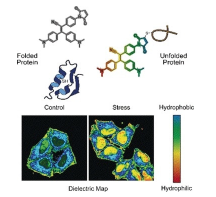 新型分子探針可檢測活細胞中蛋白質(zhì)組的狀態(tài)