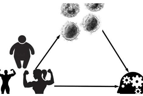 免疫系統(tǒng)的變化解釋了為什么腹部脂肪不利于思考