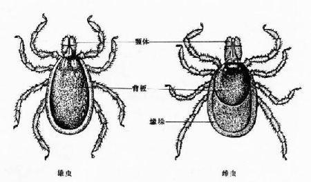 越來越多的證據(jù)表明炎癥是萊姆病的神經(jīng)系統(tǒng)表現(xiàn)的來源