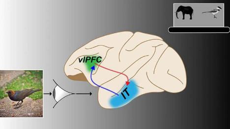 神經(jīng)通路對于靈長類動物成功快速識別目標至關(guān)重要