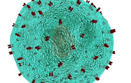 新型基于細(xì)胞的癌癥免疫療法在早期研究中顯示出希望