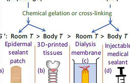 調(diào)節(jié)加工溫度可為生物醫(yī)學(xué)應(yīng)用提供更好的水凝膠