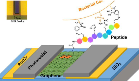 石墨烯為新平臺(tái)提供了基礎(chǔ)可選擇性地識(shí)別致命的細(xì)菌菌株