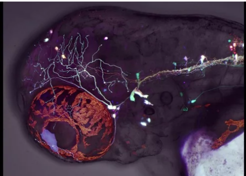 斑馬魚研究揭示了眼球運(yùn)動(dòng)背后的發(fā)育機(jī)制