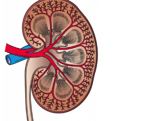 研究指向慢性腎臟疾病的新治療策略