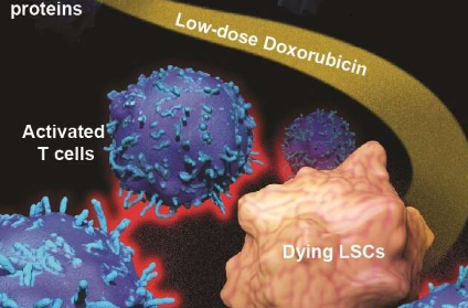 研究人員重新利用經(jīng)典的化療藥物來克服對癌癥治療的抵抗
