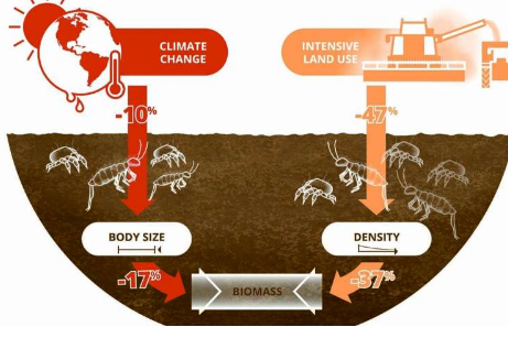 氣候變化的結(jié)果是 土壤動(dòng)物變得越來越小