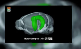 研究人員揭示海馬體的新功能