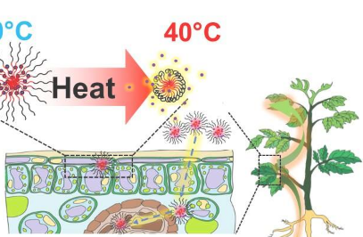 納米粒子可免疫植物抵抗熱脅迫