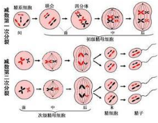 大腦中的干細(xì)胞會(huì)分裂數(shù)月以產(chǎn)生新的神經(jīng)細(xì)胞