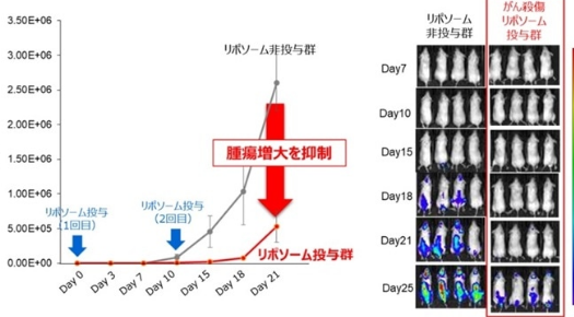 東芝與信州大學(xué)聯(lián)合開(kāi)發(fā)用于基因治療的腫瘤脂質(zhì)體技術(shù)