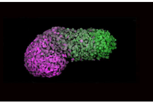 由人類干細胞創(chuàng)建的人類胚胎樣模型