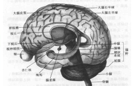 科學家確定了對預測選擇后果至關重要的大腦區(qū)域