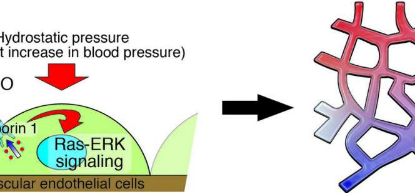 血壓的短暫升高會(huì)促進(jìn)某些血管的生長