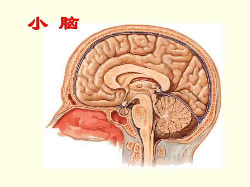 小腦在獎勵和社會行為中的驚人作用