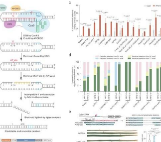 科學家在植物中開發(fā)出新穎的可預(yù)測的多核苷酸缺失系統(tǒng)
