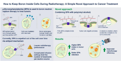 如何在放療期間將硼保留在細胞內