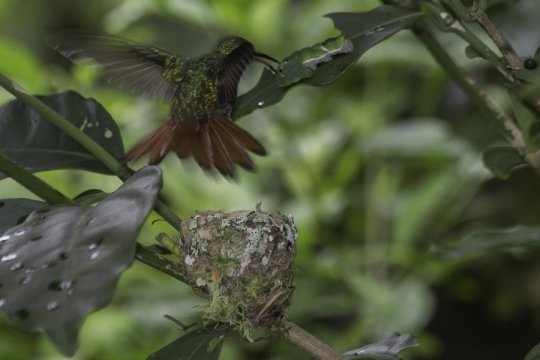 鳥類可以將一些毛毛蟲誤認(rèn)為是蛇