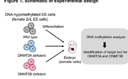 DNA甲基化在哺乳動物個(gè)體發(fā)育中起著至關(guān)重要的作用