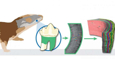 古老的小牙齒揭示出第一批哺乳動(dòng)物的生活更像爬行動(dòng)物
