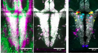 研究確定了驅(qū)動(dòng)斑馬魚防御行為的神經(jīng)元種群