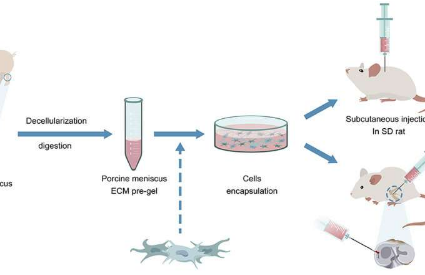 研究人員開發(fā)了可注射的基于細(xì)胞外基質(zhì)的生物材料 用于半月板修復(fù)