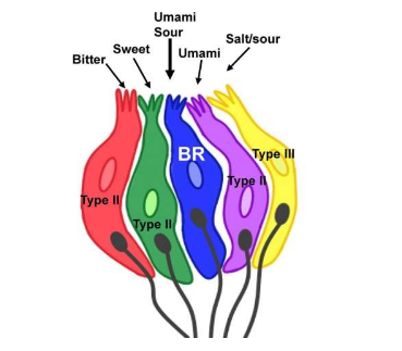 在味蕾中發(fā)現(xiàn)的新型味細胞