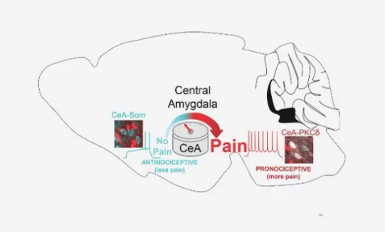 鼠標研究可以解釋大腦如何使疼痛向上或向下轉(zhuǎn)動