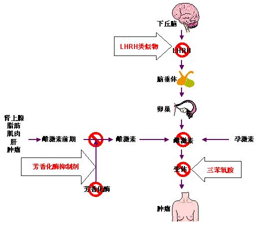 證據(jù)是否支持BRCA1 2和其他針對(duì)乳腺癌患者的基因檢測(cè)