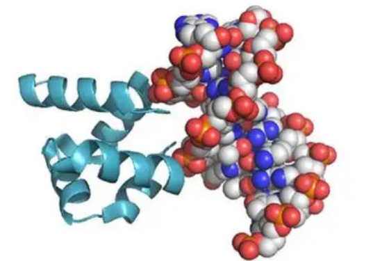 RNA結(jié)合蛋白代表了一類新的三陰性乳腺癌藥物靶點