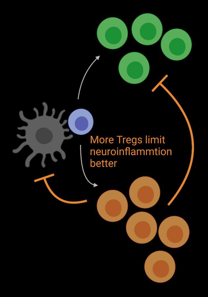 UCI領導的研究發(fā)現(xiàn)釋放Treg細胞可能導致多發(fā)性硬化癥的治療