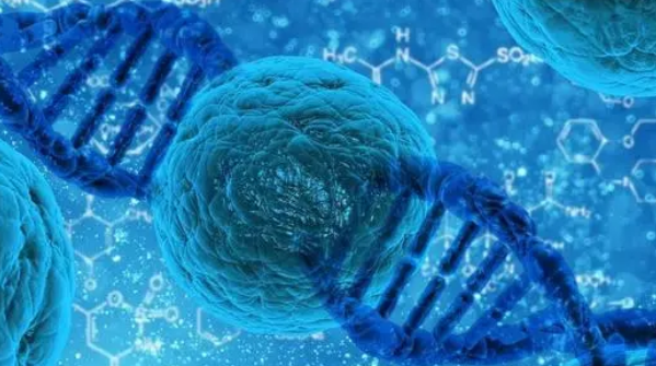 科學家確定p38-MK2通路在決定細胞命運以應對壓力方面的關鍵作用