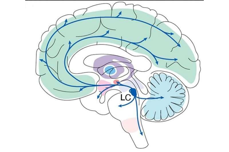 神經科學家認為大腦區(qū)域是學習的關鍵場所