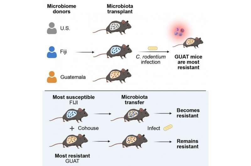 腸道微生物群的地理差異增強(qiáng)免疫力