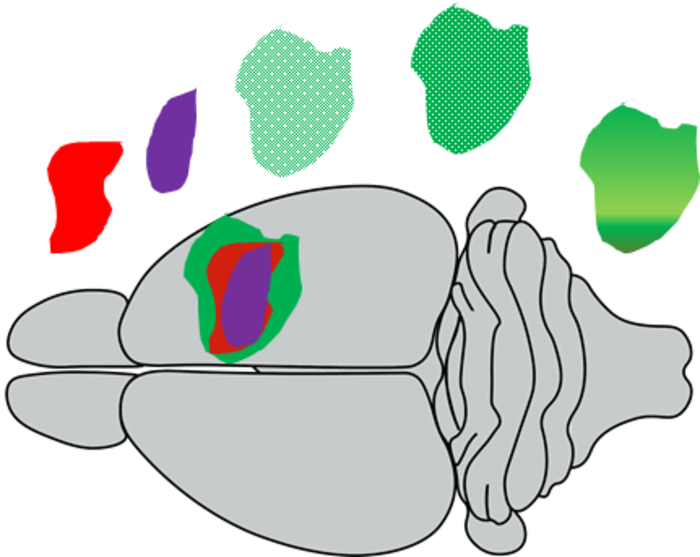 科學(xué)家開(kāi)發(fā)了一種新的無(wú)創(chuàng)MRI方法